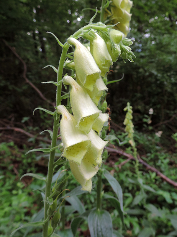 náprstník veľkokvetý Digitalis grandiflora Mill.