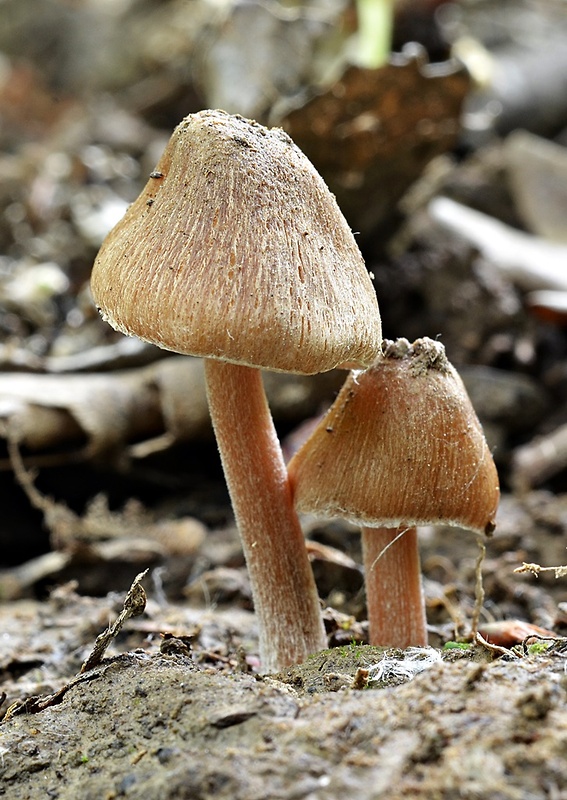 vláknica plstnatá Inocybe lacera (Fr.) P. Kumm.