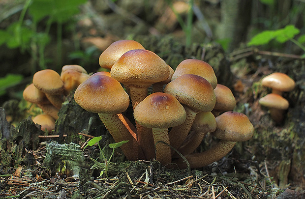 šupinačka menlivá Kuehneromyces mutabilis (Schaeff.) Singer & A.H. Sm.