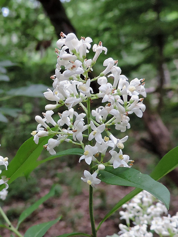 zob vtáčí Ligustrum vulgare L.