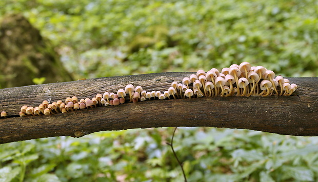 prilbička žltohlúbiková Mycena renati Quél.