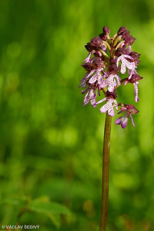 vstavač purpurový Orchis purpurea Huds.