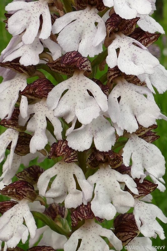 vstavač purpurový Orchis purpurea Huds.