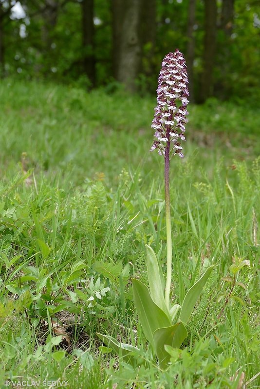 vstavač purpurový Orchis purpurea Huds.