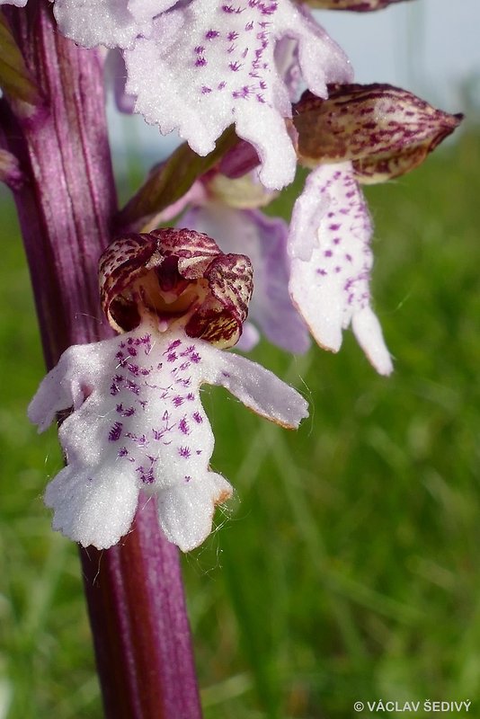 vstavač purpurový Orchis purpurea Huds.