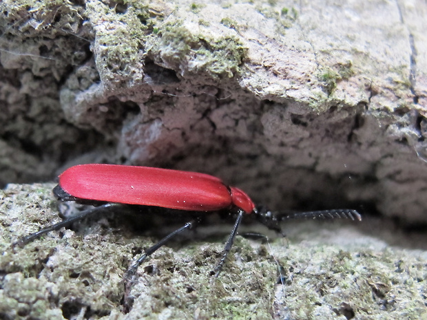 červenáčik ohnivý Pyrochroa coccinea