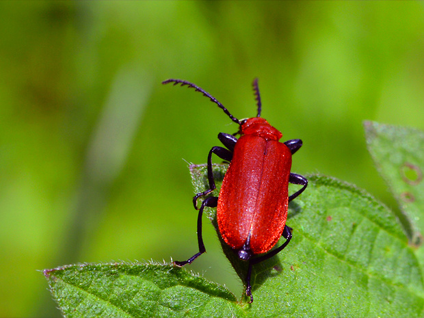 červenáčik Pyrochroa serraticornis   (Scopoli, 1763)