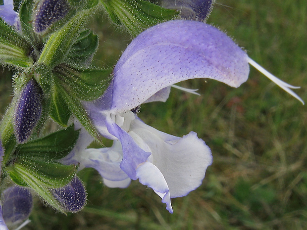 šalvia lúčna Salvia pratensis L.