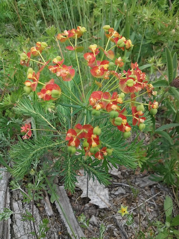 mliečnik chvojkový Tithymalus cyparissias (L.) Scop.