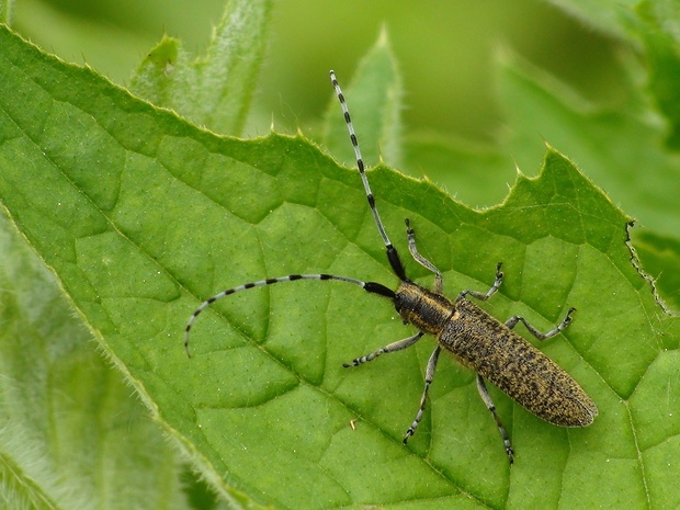 vrzúnik úzkoštíty Agapanthia villosoviridescens DeGeer, 1775