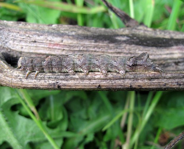 mora hlohová Allophyes oxyacanthae L.