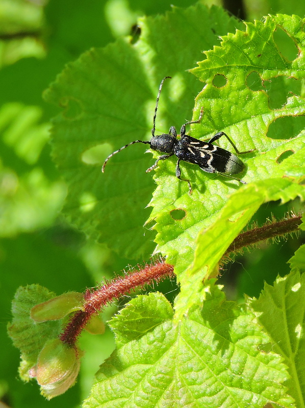 fuzáč  Anaglyptus mysticus  var. albofasciatus