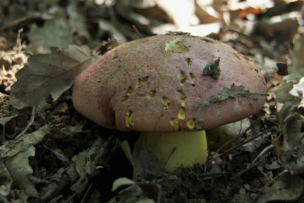 hríb kráľovský Butyriboletus regius (Krombh.) D. Arora & J.L. Frank