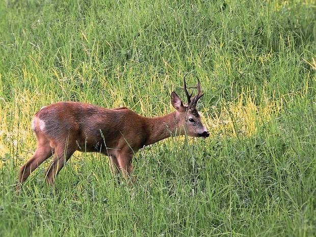 srnec lesný Capreolus capreolus