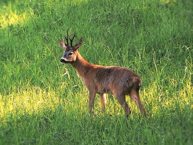 srnec lesný Capreolus capreolus