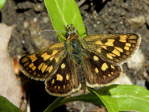 súmračník skorocelový  Carterocephalus palaemon  Pallas, 1771