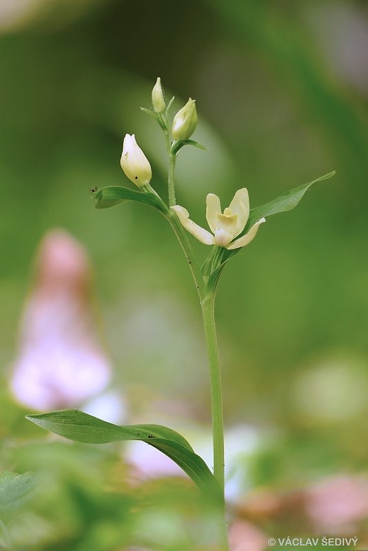 prilbovka biela Cephalanthera damasonium (Mill.) Druce