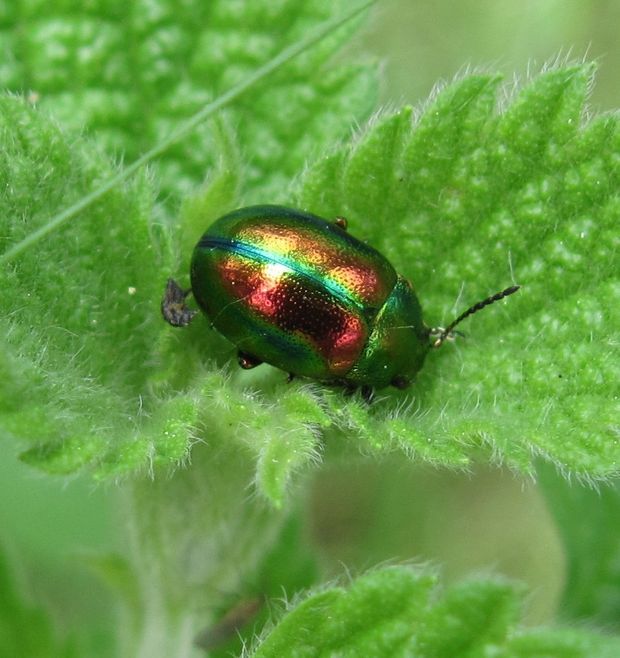 liskavka dúhová Chrysolina fastuosa Scopoli