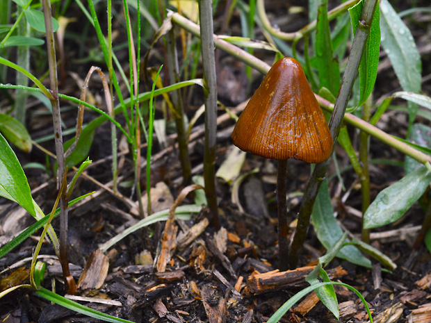 kapucňovec vlhkomilný Conocybe digitalina (Velen.) Singer