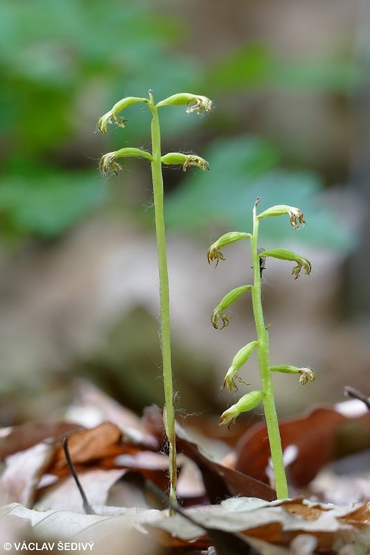 koralica lesná Corallorhiza trifida Châtel.