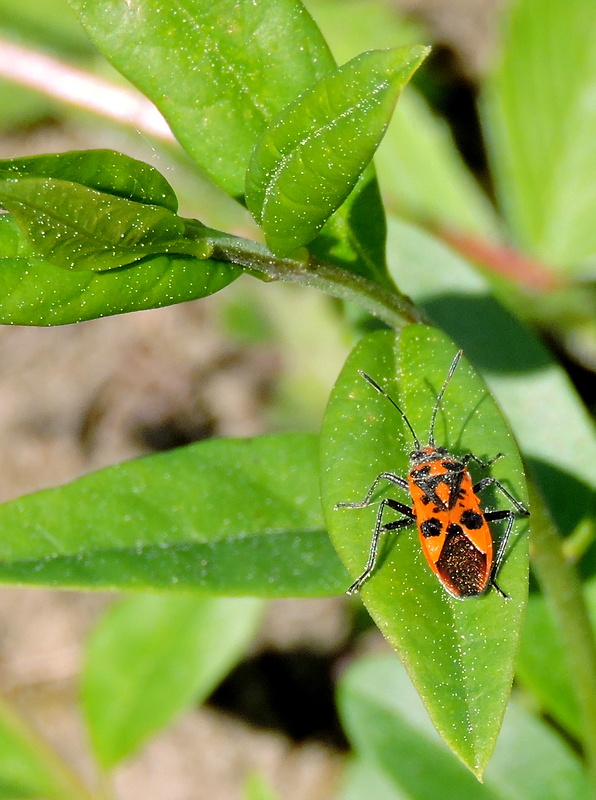 obrubnica červená  Corizus hyoscyami