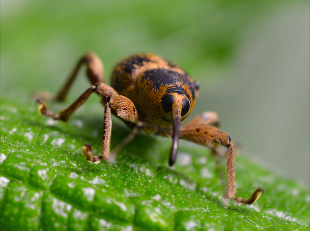 nosáčik Curculio venosus