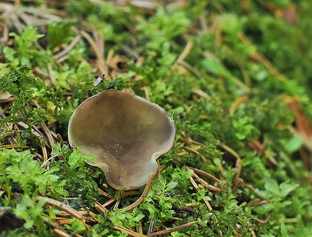 chriapač Helvella sp.