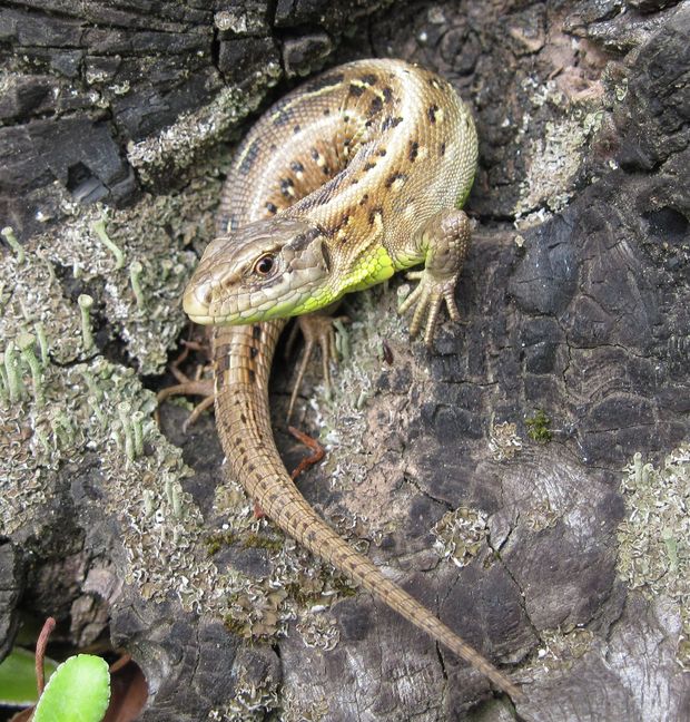 jašterica obyčajná Lacerta agilis L.