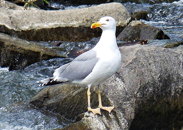 čajka bielohlavá Larus cachinnans