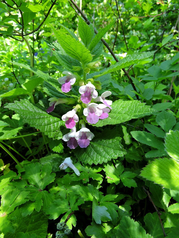 medúnka medovkolistá Melittis melissophyllum L.