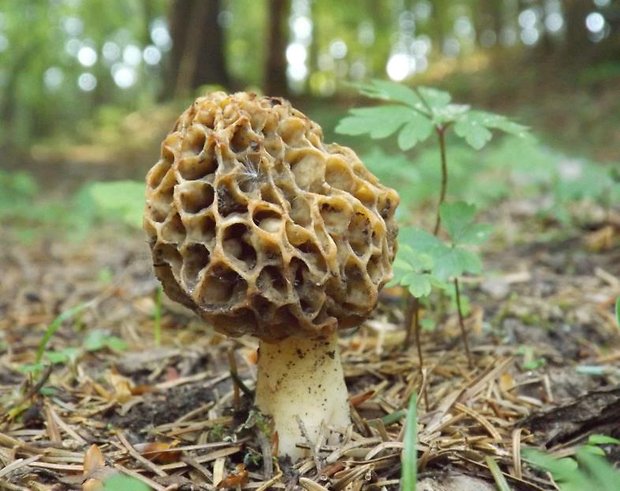 smrčok jedlý Morchella esculenta (L.) Pers.