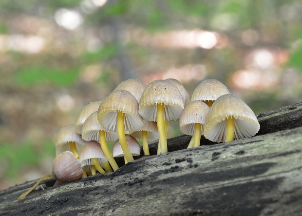 prilbička žltohlúbiková Mycena renati Quél.