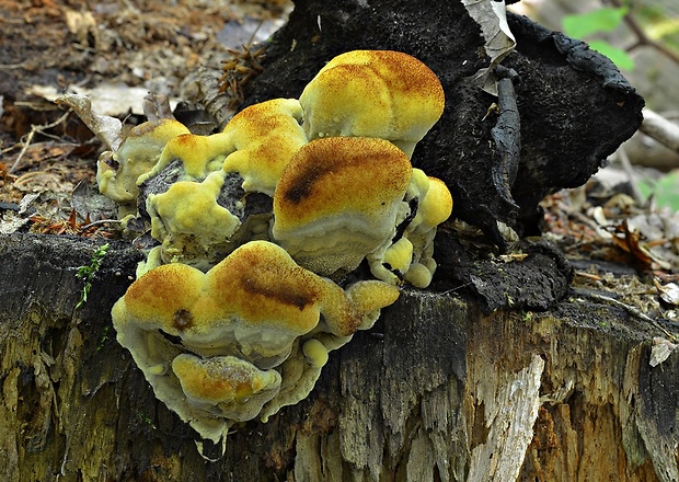 hnedák Schweinitzov Phaeolus schweinitzii (Fr.) Pat.