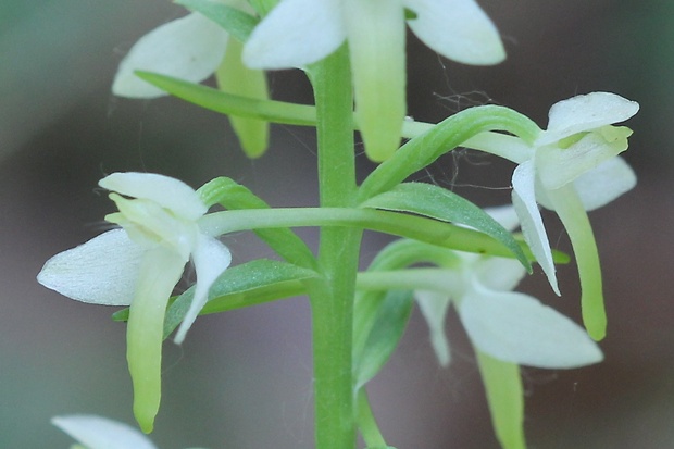 vemenník dvojlistý Platanthera bifolia (L.) Rich.