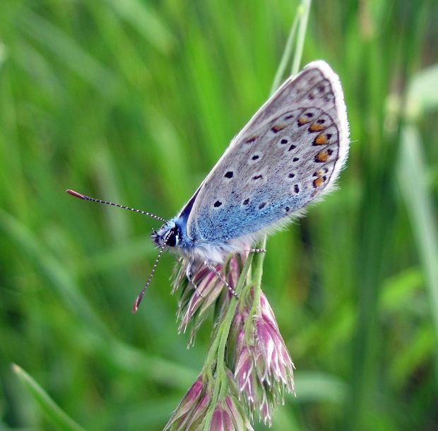 modráčik obyčajný Polyommatus icarus Rottemburg