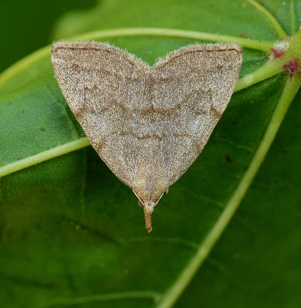 pamora dubová Polypogon strigilata