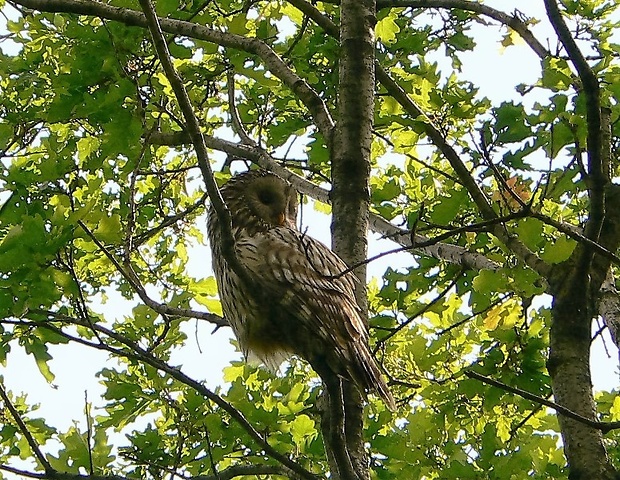 sova dlhochvosta Strix uralensis