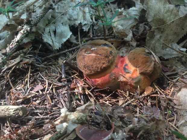 hríb zrnitohlúbikový Sutorius luridiformis (Rostk.) G. Wu & Zhu L. Yang