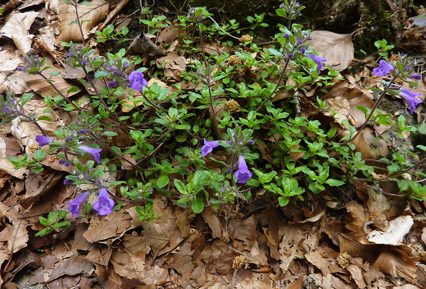 dušovka roľná Acinos arvensis (Lam.) Dandy