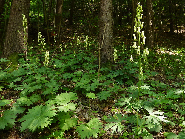 prilbica žltá Aconitum vulparia Rchb.