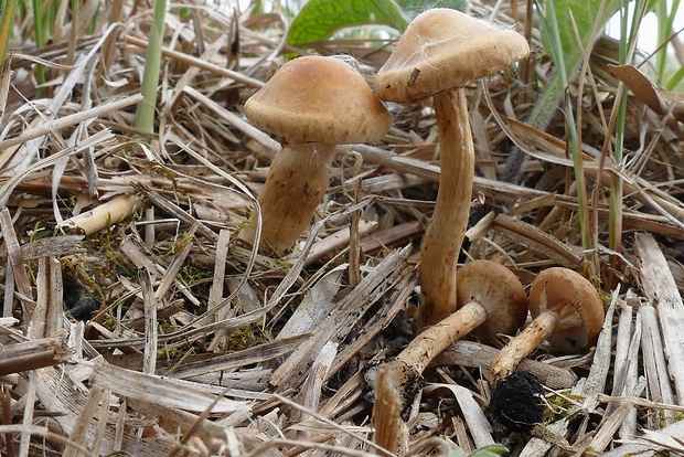 poľnička Agrocybe sp.