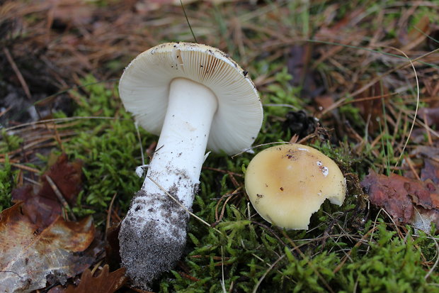 muchotrávka slamovožltá Amanita gemmata (Fr.) Bertill.