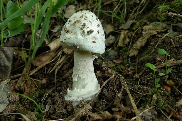 muchotrávka pošvatá Amanita vaginata (Bull.) Lam.