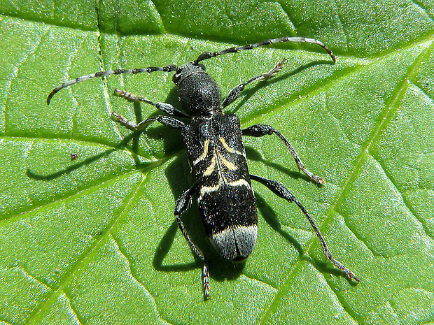 fuzáč Anaglyptus mysticus var. albofasciatus  DeGeer, 1775