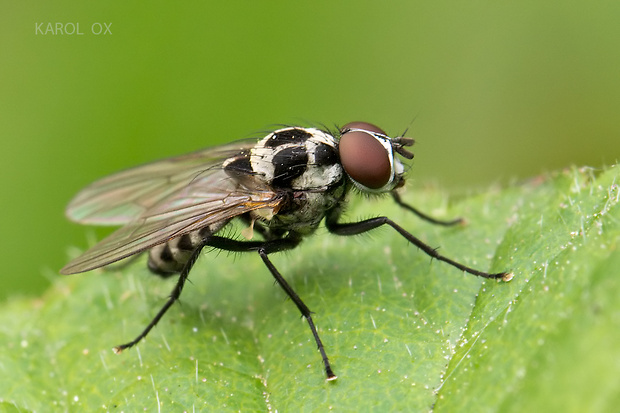 kvetárka stromová Anthomyia pluvialis