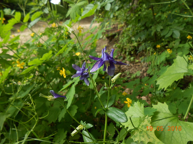 orlíček obyčajný Aquilegia vulgaris L.