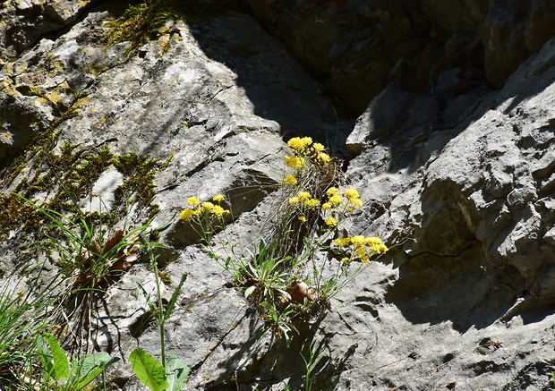 taričník skalný Aurinia saxatilis (L.) Desv.