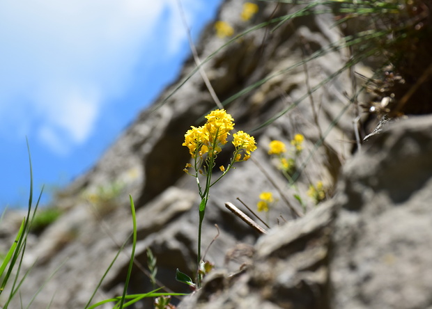 taričník skalný Aurinia saxatilis (L.) Desv.