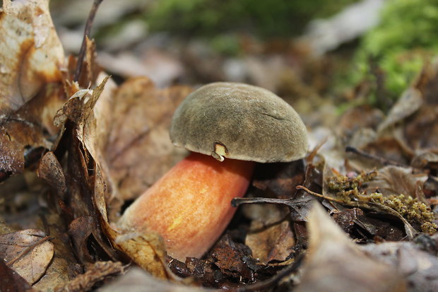 suchohríb plstnatý Boletus subtomentosus L.