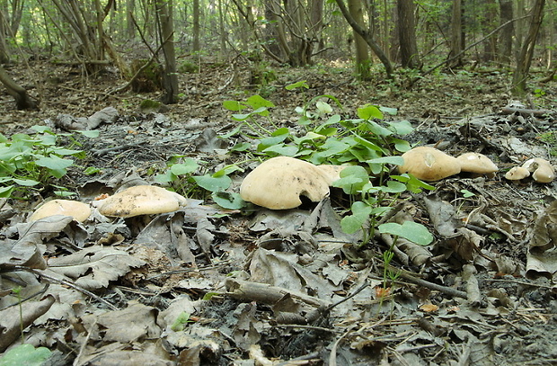 čírovnica májová Calocybe gambosa (Fr.) Donk